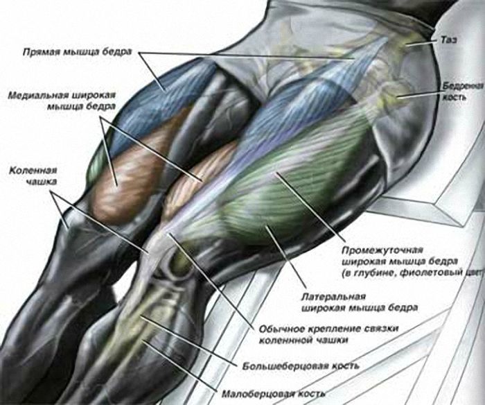 Мышцы ног, бедра и голени