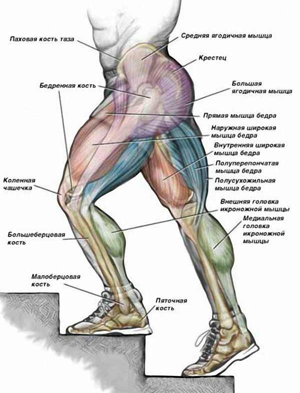 Группы мышц ног