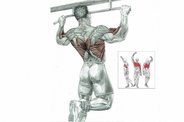Какие мышцы работают при подтягиваниях