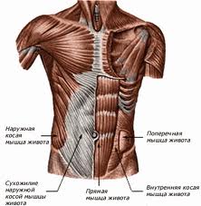 Схема мышц