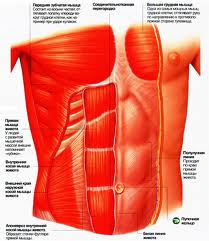 Описание мышц тела