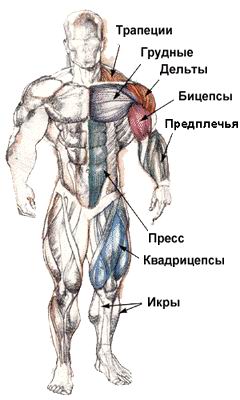 Схема мышц
